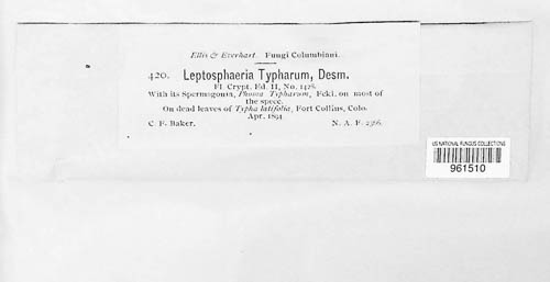 Leptosphaeria typharum image